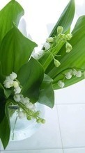 Flowers, Lily of the valley, Plants per LG Spirit H420