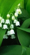 Scaricare immagine Flowers,Lily of the valley,Plants sul telefono gratis.