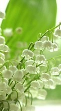 Scaricare immagine Flowers,Lily of the valley,Plants sul telefono gratis.
