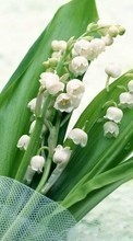 Flowers,Lily of the valley,Plants per Samsung Galaxy Z Fold 2