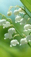 Scaricare immagine 240x320 Plants, Flowers, Lily of the valley sul telefono gratis.
