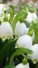 Scaricare immagine 1280x800 Plants, Flowers, Lily of the valley sul telefono gratis.