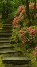 Scaricare immagine Flowers, Ladders, Nature, Plants sul telefono gratis.