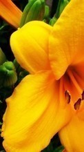 Scaricare immagine 800x480 Plants, Flowers, Lilies sul telefono gratis.