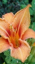 Scaricare immagine 800x480 Plants, Flowers, Lilies sul telefono gratis.