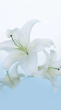 Scaricare immagine Flowers, Lilies, Plants sul telefono gratis.