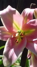 Scaricare immagine Plants, Flowers, Lilies sul telefono gratis.