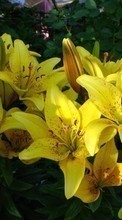 Scaricare immagine 540x960 Plants, Flowers, Lilies sul telefono gratis.