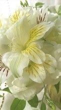 Scaricare immagine 128x160 Plants, Flowers, Lilies sul telefono gratis.