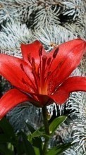 Scaricare immagine 1280x800 Plants, Flowers, Lilies sul telefono gratis.