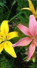 Scaricare immagine Plants, Flowers, Lilies sul telefono gratis.