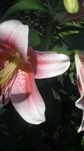 Scaricare immagine 240x400 Plants, Flowers, Lilies sul telefono gratis.