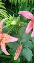 Scaricare immagine 128x160 Plants, Flowers, Lilies sul telefono gratis.