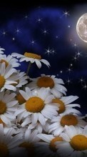 Scaricare immagine Flowers,Moon,Plants,Camomile sul telefono gratis.