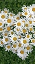 Scaricare immagine 1080x1920 Plants, Flowers, Hearts, Camomile, Love, Valentine&#039;s day sul telefono gratis.