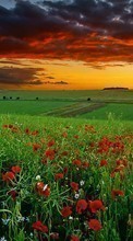 Scaricare immagine Flowers, Poppies, Sky, Nature, Fields, Plants sul telefono gratis.