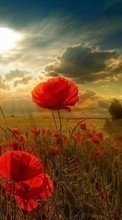 Scaricare immagine Flowers, Poppies, Clouds, Landscape, Fields, Sun sul telefono gratis.