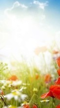 Scaricare immagine Flowers, Poppies, Clouds, Plants, Sun sul telefono gratis.