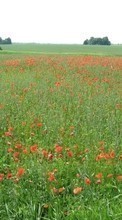 Scaricare immagine Landscape, Flowers, Poppies sul telefono gratis.