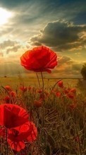 Scaricare immagine Flowers,Poppies,Landscape,Fields sul telefono gratis.