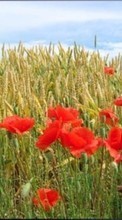 Scaricare immagine 320x480 Plants, Landscape, Flowers, Fields, Poppies, Wheat sul telefono gratis.