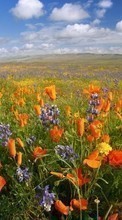 Scaricare immagine Plants, Landscape, Flowers, Fields, Poppies sul telefono gratis.