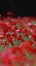 Scaricare immagine Plants, Flowers, Poppies sul telefono gratis.