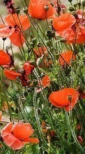 Scaricare immagine 480x800 Plants, Flowers, Poppies sul telefono gratis.