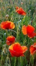 Scaricare immagine 800x480 Plants, Flowers, Poppies sul telefono gratis.