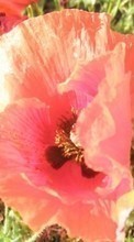 Scaricare immagine Flowers, Poppies, Plants sul telefono gratis.