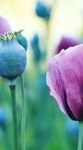 Scaricare immagine Flowers, Poppies, Plants sul telefono gratis.
