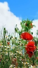 Scaricare immagine Flowers,Poppies,Plants sul telefono gratis.