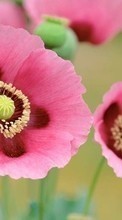 Scaricare immagine Flowers,Poppies,Plants sul telefono gratis.