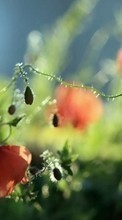 Flowers,Poppies,Plants per Sony Ericsson Xperia X10 mini pro