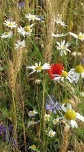 Scaricare immagine 240x320 Plants, Flowers, Grass, Poppies, Camomile, Blue cornflowers sul telefono gratis.