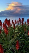 Scaricare immagine Flowers,Sea,Landscape sul telefono gratis.