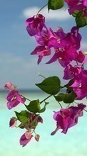 Scaricare immagine Flowers, Sea, Landscape, Plants sul telefono gratis.