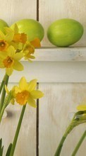 Scaricare immagine 540x960 Plants, Flowers, Narcissussi sul telefono gratis.