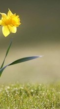 Scaricare immagine Flowers, Narcissussi, Plants sul telefono gratis.