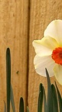 Scaricare immagine Flowers, Narcissussi, Plants sul telefono gratis.