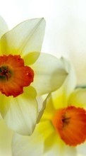Scaricare immagine Flowers,Narcissussi,Plants sul telefono gratis.