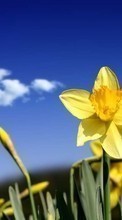 Scaricare immagine Plants, Flowers, Narcissussi sul telefono gratis.