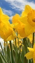 Scaricare immagine 1024x600 Plants, Flowers, Narcissussi sul telefono gratis.