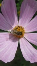 Scaricare immagine 320x480 Flowers, Insects, Bees sul telefono gratis.