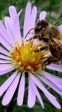 Scaricare immagine 240x320 Plants, Flowers, Insects, Bees sul telefono gratis.