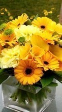 Scaricare immagine Flowers, Still life, Sunflowers, Plants sul telefono gratis.