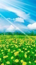 Scaricare immagine Flowers, Sky, Clouds, Dandelions, Landscape, Fields sul telefono gratis.