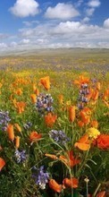 Scaricare immagine Flowers, Sky, Clouds, Landscape, Fields, Plants sul telefono gratis.