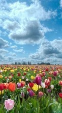 Scaricare immagine Flowers, Sky, Clouds, Landscape, Fields, Plants, Tulips sul telefono gratis.