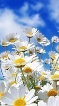 Scaricare immagine Flowers, Sky, Clouds, Landscape, Plants, Camomile sul telefono gratis.